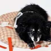 Übergewicht beim Hund - Die Gründe