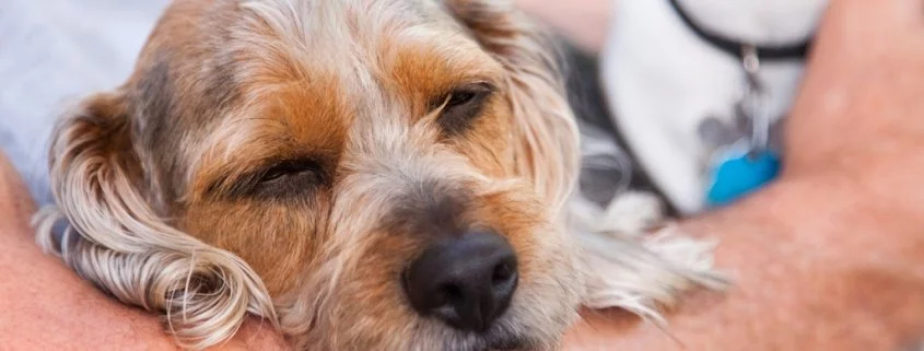 Überträgt sich die Grippe von Mensch auf Hund?