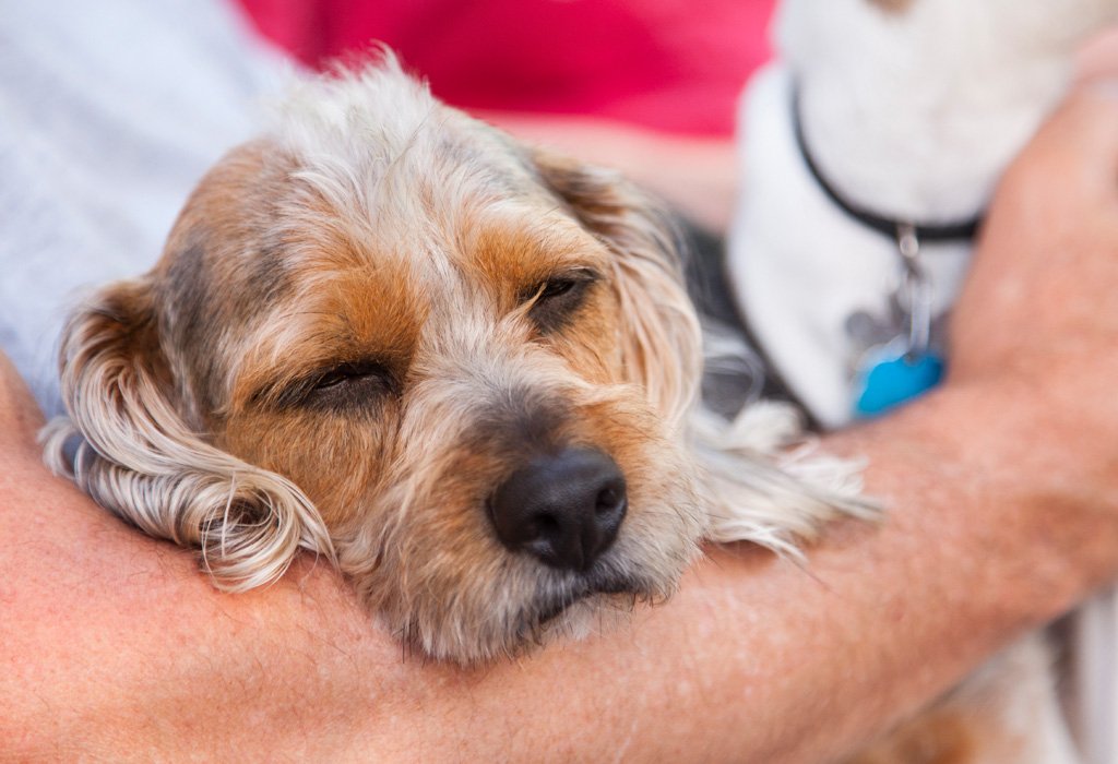 Überträgt sich die Grippe von Mensch auf Hund? » Tierheilkunde