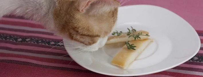Vegetarische und vegane Katzenernährung