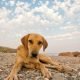 Verhalten des Hundes gibt Infos über die Gesundheit des Halters