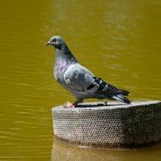 Eine verletzte Taube - Was soll ich tun?