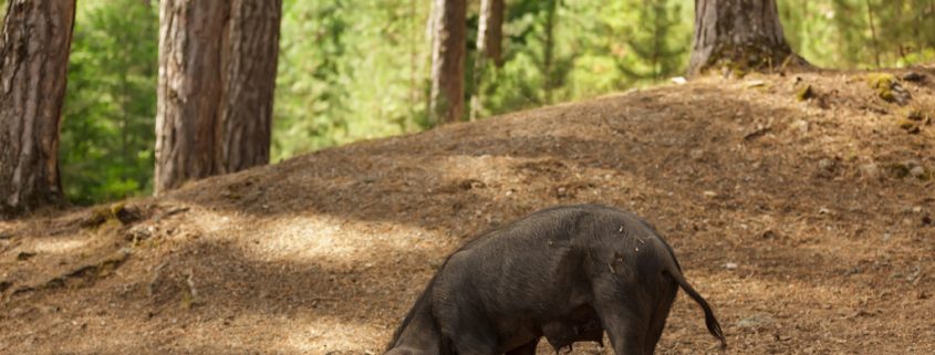 Verletztes Wildtier - wie geht man richtig vor?