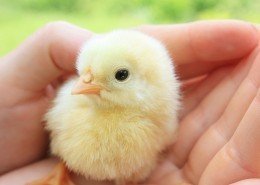 Tierkrankheiten Vögel