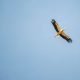 Die ersten Vogelarten verlassen Deutschland für den Winter