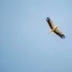 Die ersten Vogelarten verlassen Deutschland für den Winter