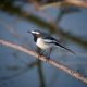 Sind Vogelfüße vor dem Erfrieren geschützt?