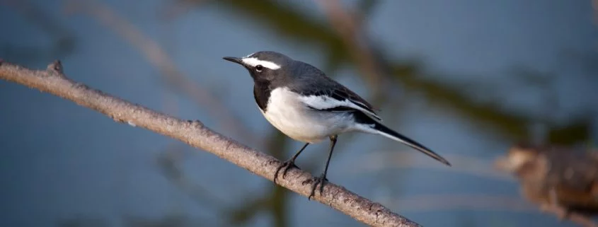 Sind Vogelfüße vor dem Erfrieren geschützt?