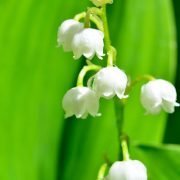 Vorsicht vor Giftpflanzen. Gefährdung für Haustiere im Frühling