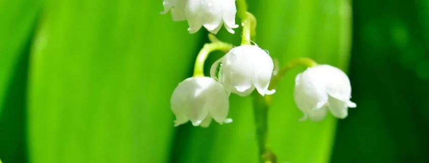 Vorsicht vor Giftpflanzen. Gefährdung für Haustiere im Frühling