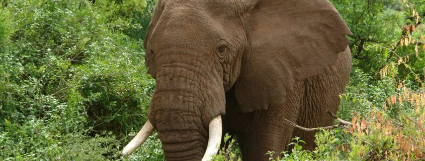 Gehören Waldelefanten bald der Vergangenheit an?