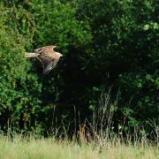 Warum Vögel Menschen attackieren