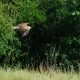 Warum Vögel Menschen attackieren