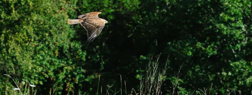 Warum Vögel Menschen attackieren