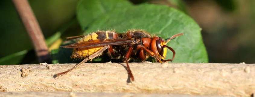Warum das Insektensterben wichtig für die Entwicklung unserer Erde ist