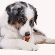 Warum es gut ist dem Hund Knochen zu füttern
