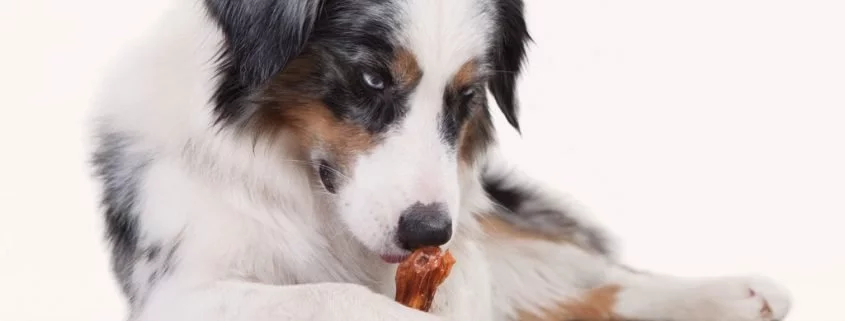 Warum es gut ist dem Hund Knochen zu füttern
