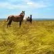Warum Pferde beim Gehen mit dem Kopf nicken
