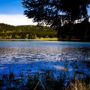 Warum unsere Vorfahren das Wasser verließen