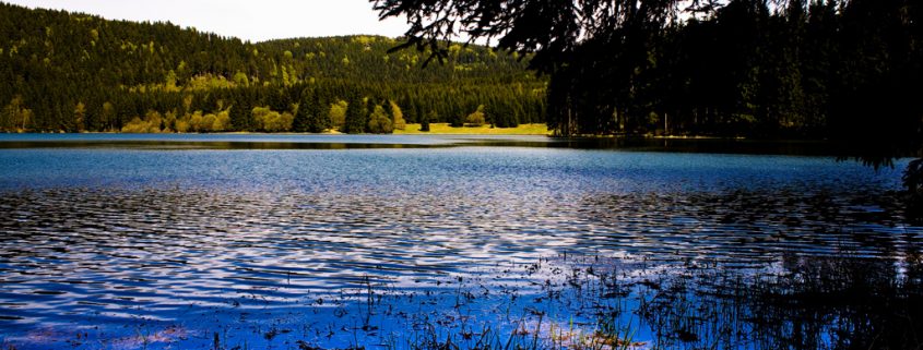 Warum unsere Vorfahren das Wasser verließen