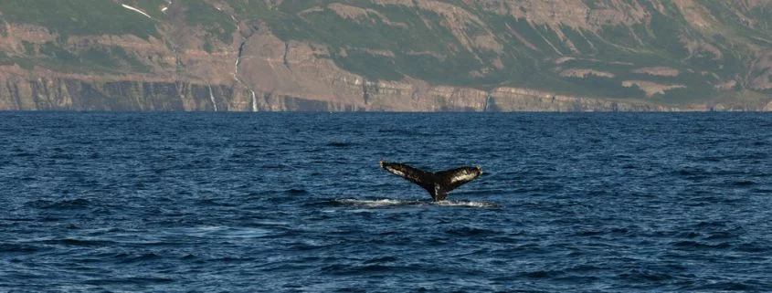 Warum Wale springen