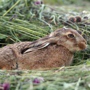 Was tun, wenn Kaninchen, Meerschweinchen und Co. nicht fressen?