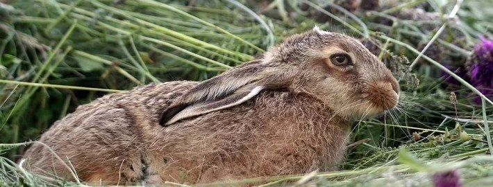 Was tun, wenn Kaninchen, Meerschweinchen und Co. nicht fressen?