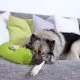 Was das Schlafverhalten Deines Hundes über sein Befinden aussagt Teil 1