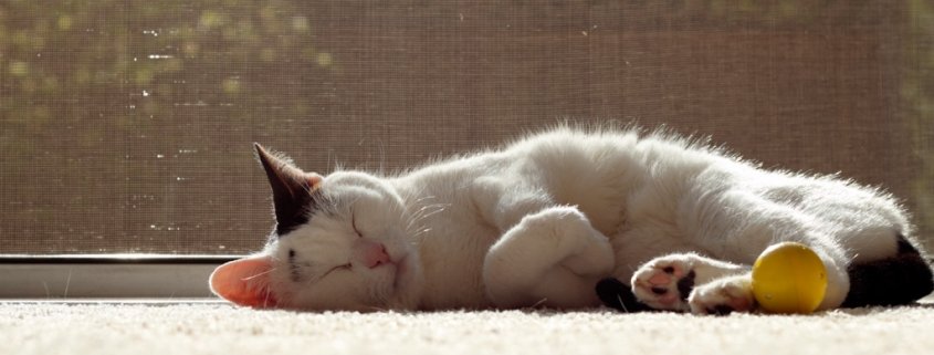 Was dir die Schlafposition deiner Katze verrät