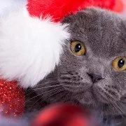 Weihnachten ist für die Katz