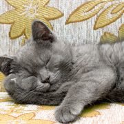Welche Dinge gibt es zu beachten, wenn ein Katzenbaby einzieht