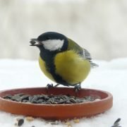 Welche Tiere sollten wir im Winter füttern?