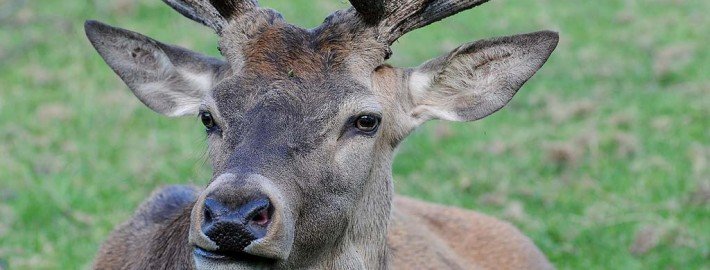 Wie verhält man sich bei einem Wildunfall?