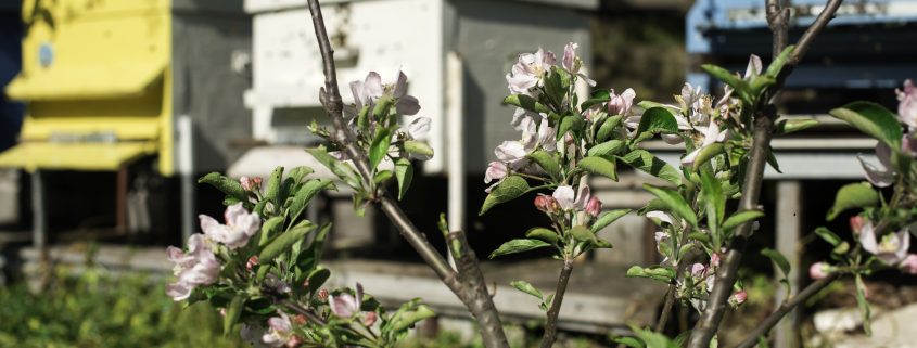 Wie Bienen ihre Nachkommen schützen