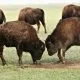 Wie die Büffel nach Amerika kamen