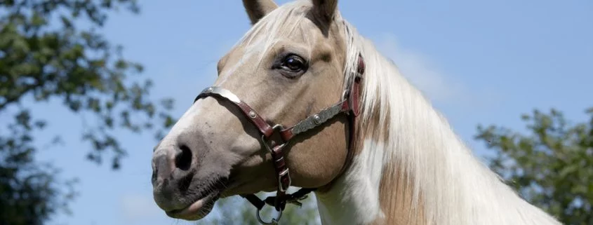 Wie kommt es zu Hautkrankheiten bei Pferden?
