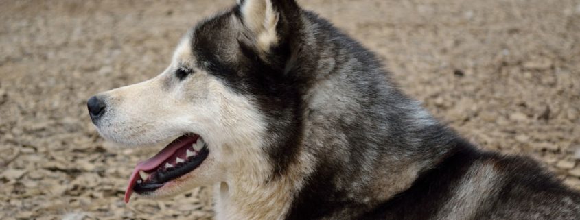 Wie stelle ich meinen Hund auf anderes Futter um?