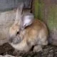 Wie reinige ich meinen Kaninchenstall richtig?