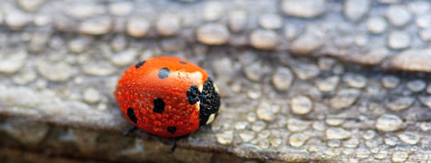 Wie sich Tiere bei Minusgraden warm halten