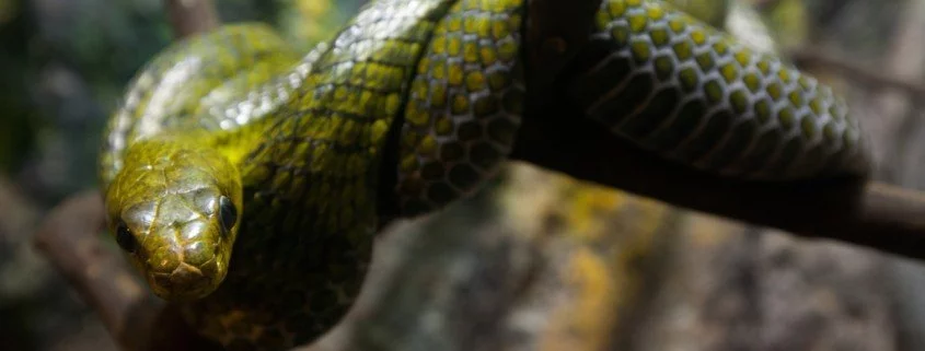 Wieso bauen Schlangen keinerlei Bindung zu ihren Besitzern auf?