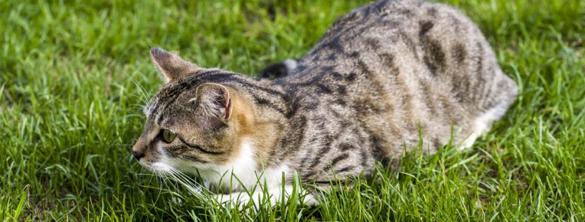 Wilde Katzen breiten sich aus