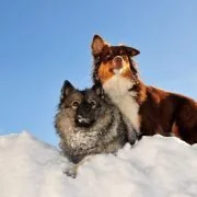 Winterwanderung mit dem Hund