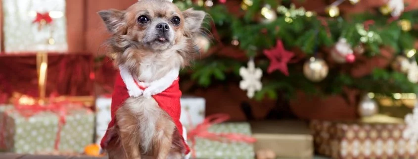 Weihnachten mit Hund - Tipps für relaxte Tage