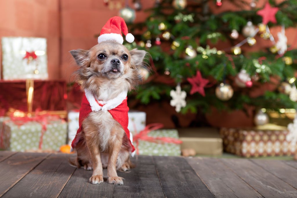 Weihnachten mit Hund - Tipps für relaxte Tage » Tierheilkunde