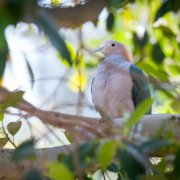 Zehn neue Vogelarten in Indonesien entdeckt!