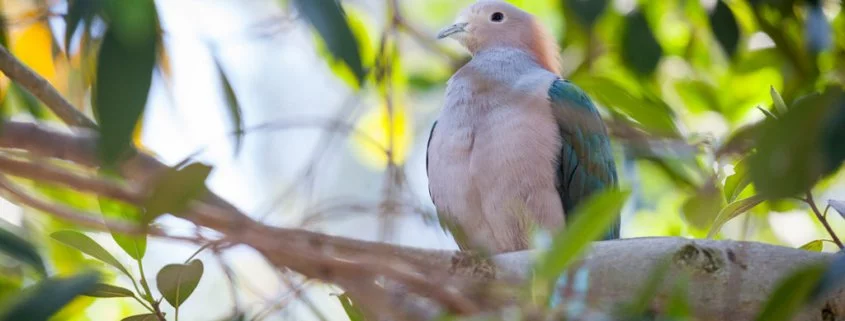 Zehn neue Vogelarten in Indonesien entdeckt!
