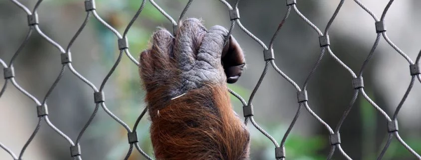 Warum in Zoos auch gesunde Tiere getötet werden