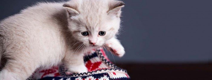 Zubehör für Katzen