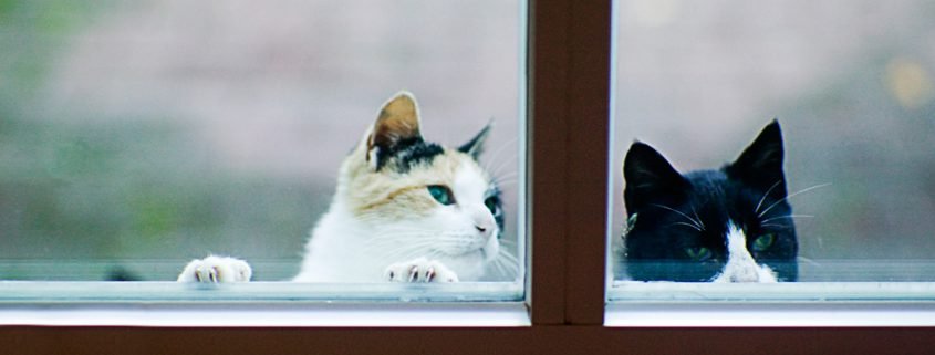 Zugelaufene Katzen müssen gemeldet werden